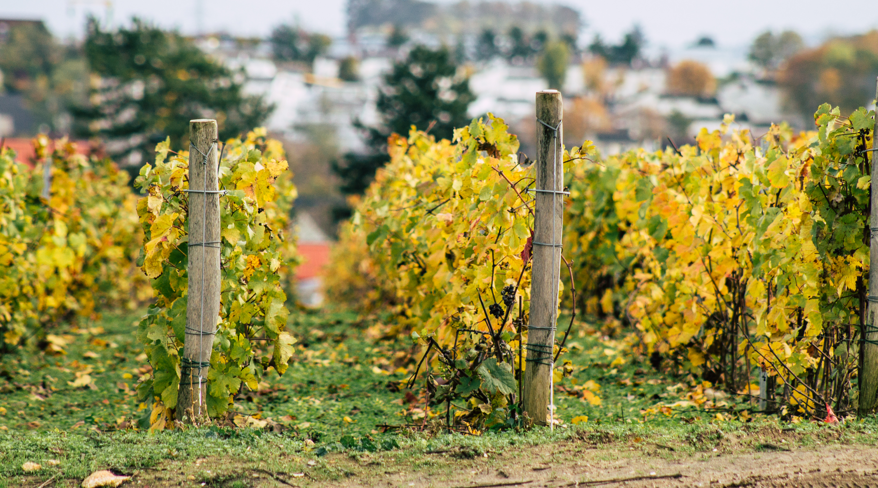 Burgundy's Best-Kept Value Secret