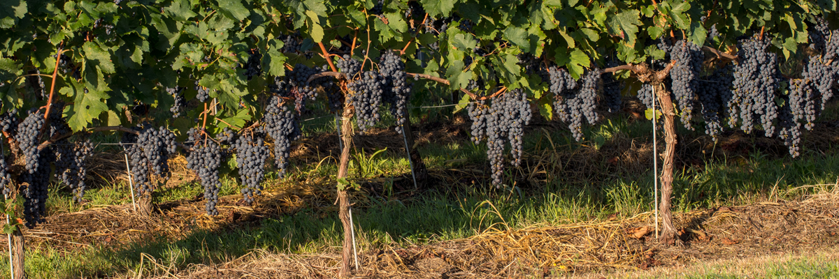 2023 Bordeaux is Another Winner