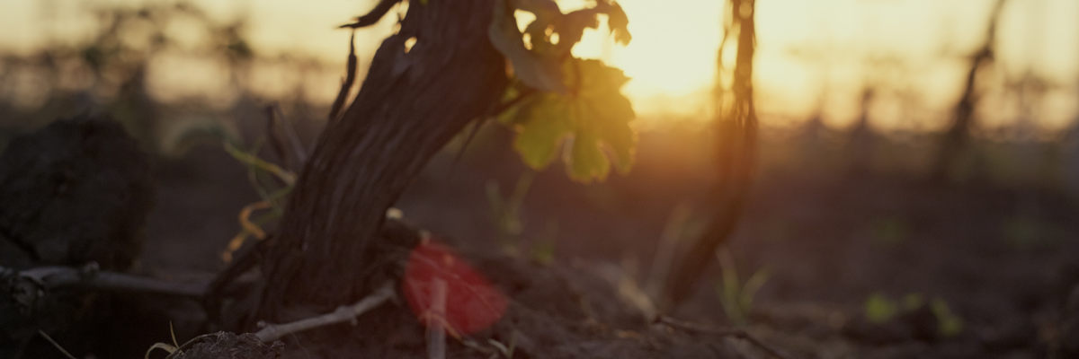 Exploring how American Rootstock Saves the Old World