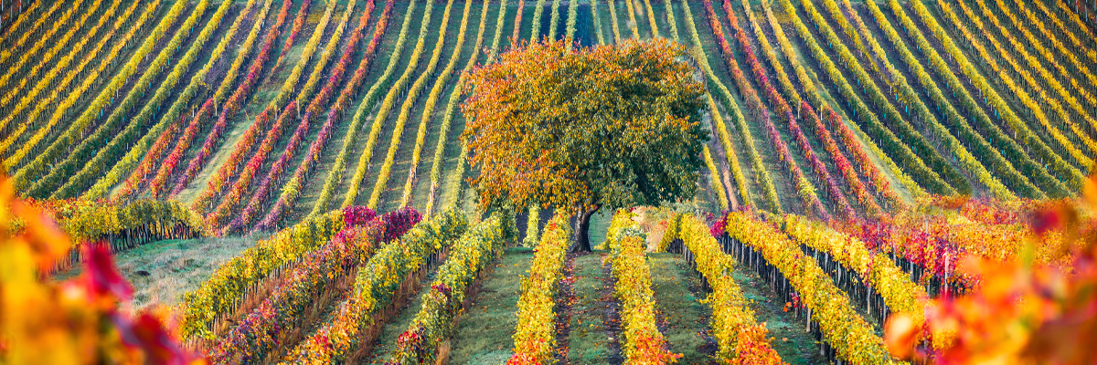 2023 Bordeaux in bottle... Big scores from Antonio Galloni!