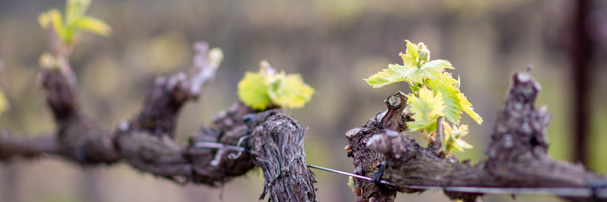 Spring Bordeaux Arrivals