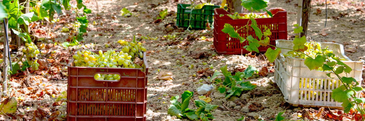 Tasting with Konstantinos Georgiades