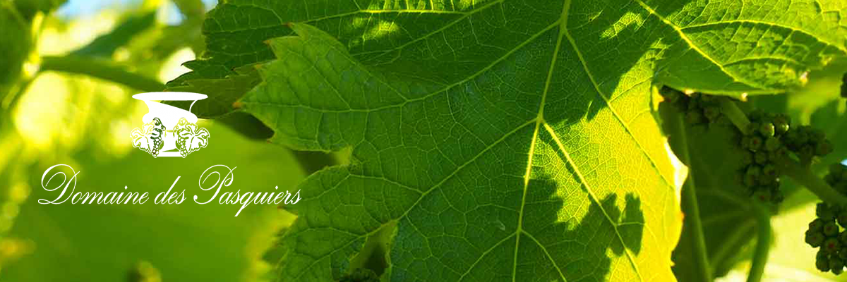 Gigondas from the Dentelles – Old School & Outstanding