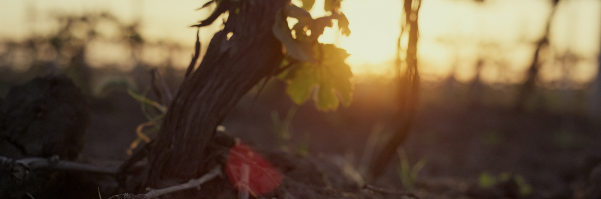 A close-up, artistic shot of a grapevine trunk and leaf in a vineyard at sunset, with a bright sun flare and a red accent near the base.