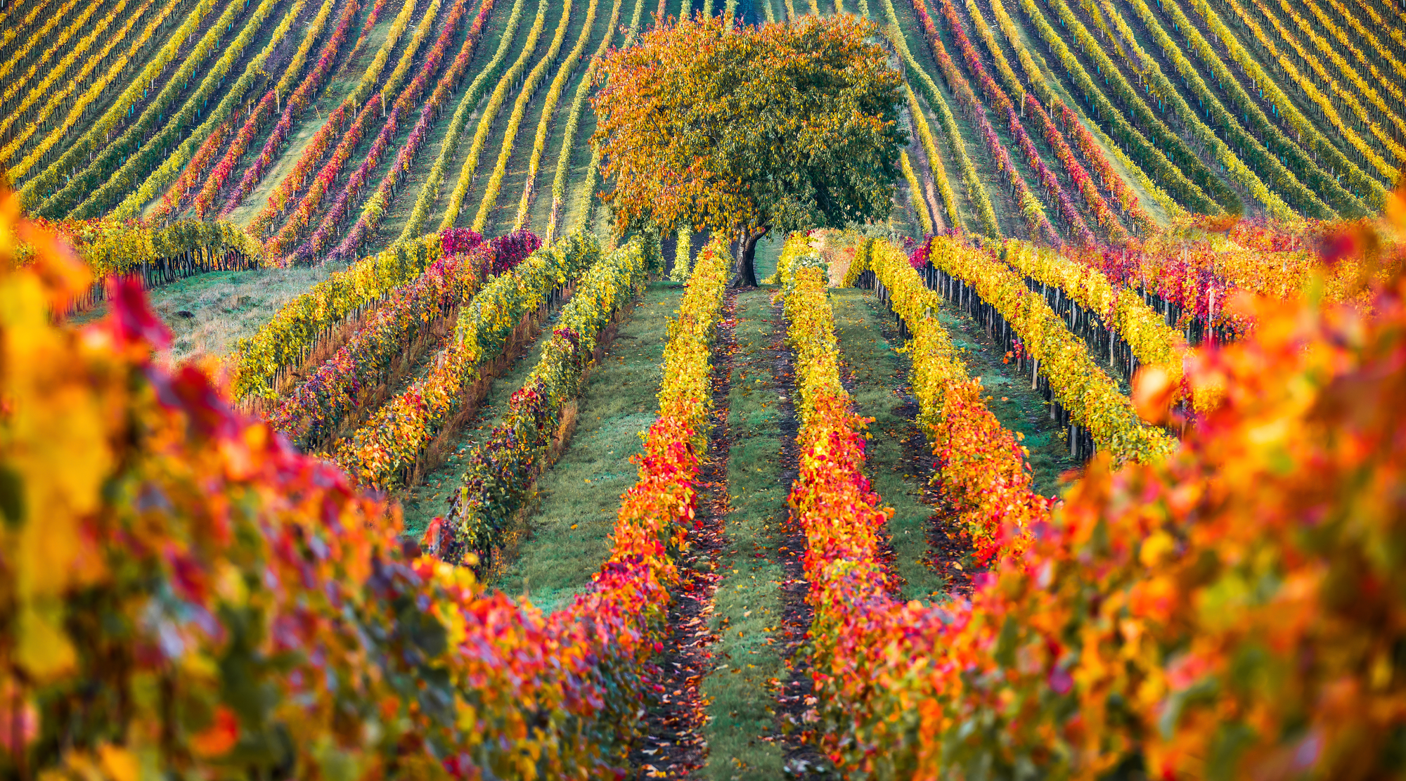 Vineyard with colorful autumn leaves on a hillside