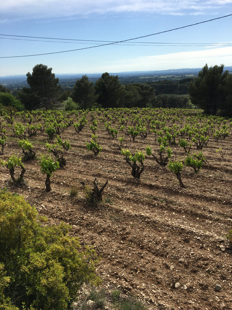 2023 Domaine des Pasquiers - Gigondas (750ml)