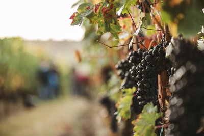 2019 La Rioja Alta - Tempranillo  Vina Ardanza Reserva (750ml)