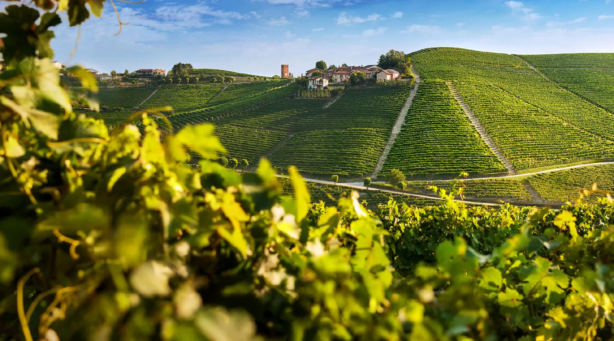 Vineyard landscape with rows of green grapevines under a clear blue sky.