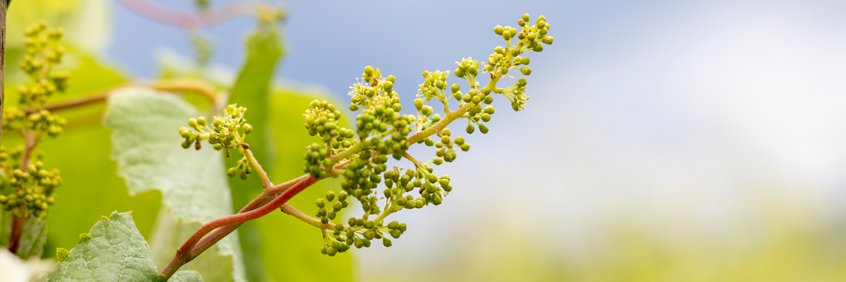 SPRING CHABLIS COLLECTION