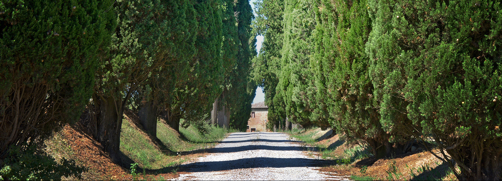 Tunnel of cypress trees leading to a small building under a clear blue sky.